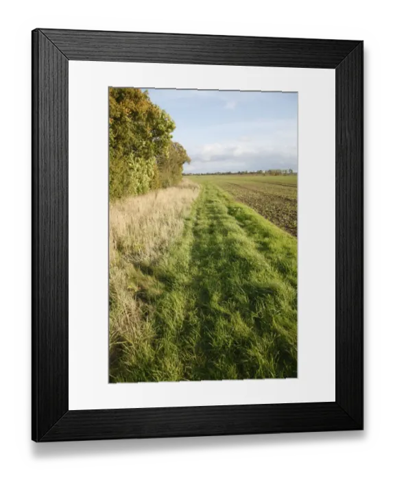 Framed Print : Headland set-a-side strip between hedgerow and arable field, Bacton, Suffolk, England, october
