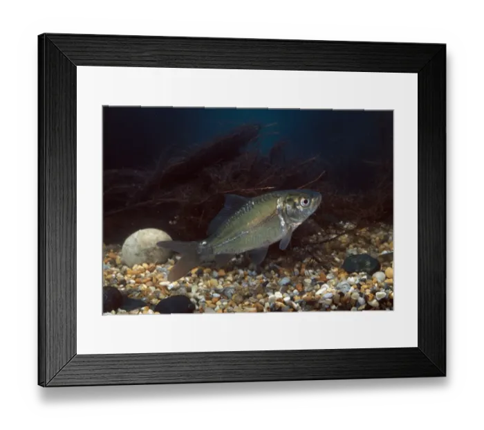 Framed Print : Mirror Carp Framed Print : Mirror Carp