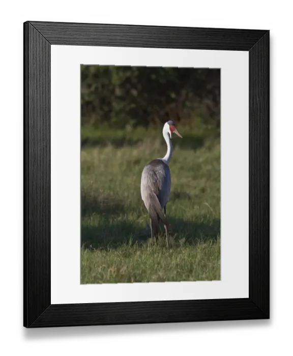 Framed Print : Wattled Crane near Kwara Bostwana. An endangered species Framed Print : Wattled Crane near Kwara Bostwana. An endangered species