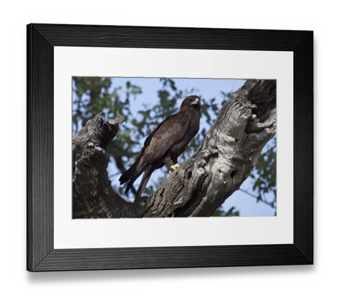 Framed Print : Wahlbergs Eagle with prey, Botswana near Savuti Framed Print : Wahlbergs Eagle with prey, Botswana near Savuti