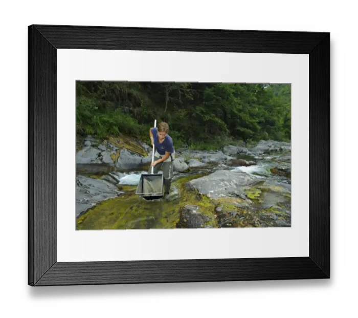 Framed Print : Biologist working determinate index of water quality by studying aquatic animal life in stream, Italy Framed Print : Biologist working determinate index of water quality by studying aquatic animal life in stream, Italy
