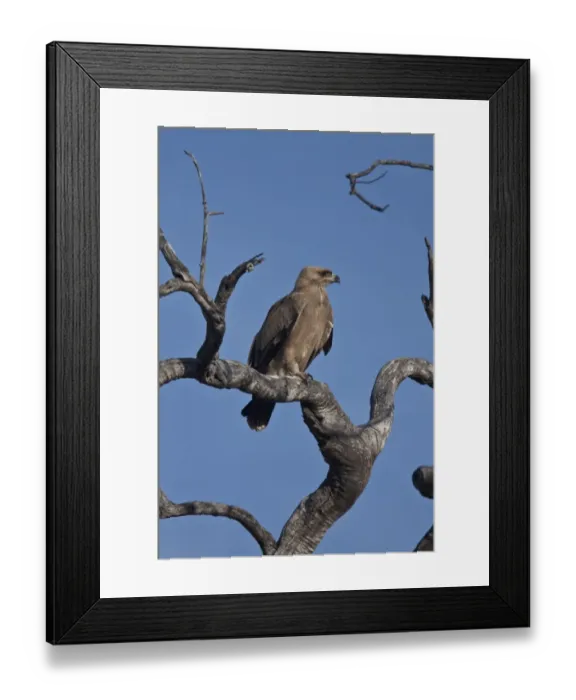 Framed Print : Tawny Eagle on old tree near Lebala camp in Botswana Framed Print : Tawny Eagle on old tree near Lebala camp in Botswana