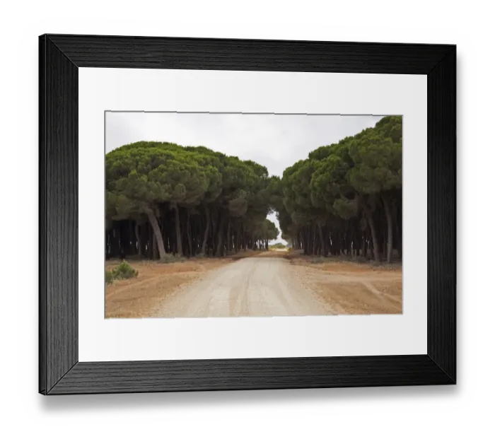 Framed Print : Stone pines trees line the road to the Palacio, the research station of the Coto Donana National Park, Andalusia, Spain
