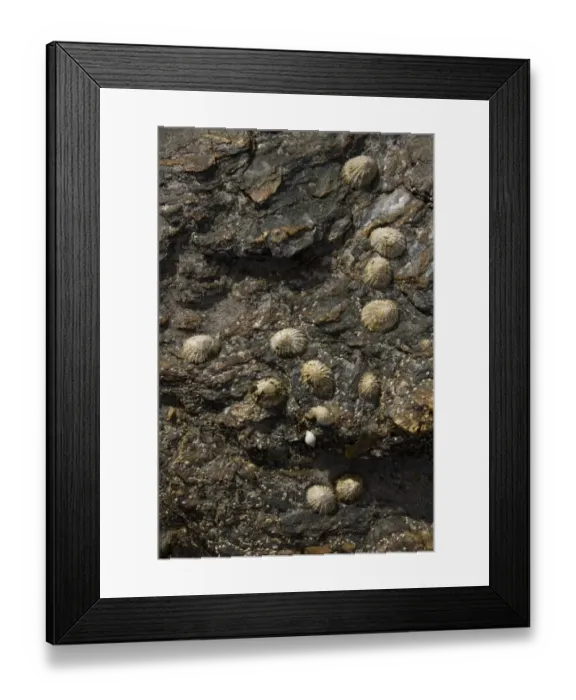 Framed Print : The common limpet, is an edible species of sea snail with gills, a typical true limpet Framed Print : The common limpet, is an edible species of sea snail with gills, a typical true limpet