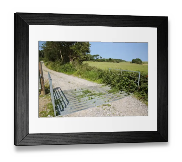 Framed Print : Cattle grid on track, used to restrict ponies in conservation grazing project, Dunwich Forest, Suffolk, England, july Framed Print : Cattle grid on track, used to restrict ponies in conservation grazing project, Dunwich Forest, Suffolk, England, july