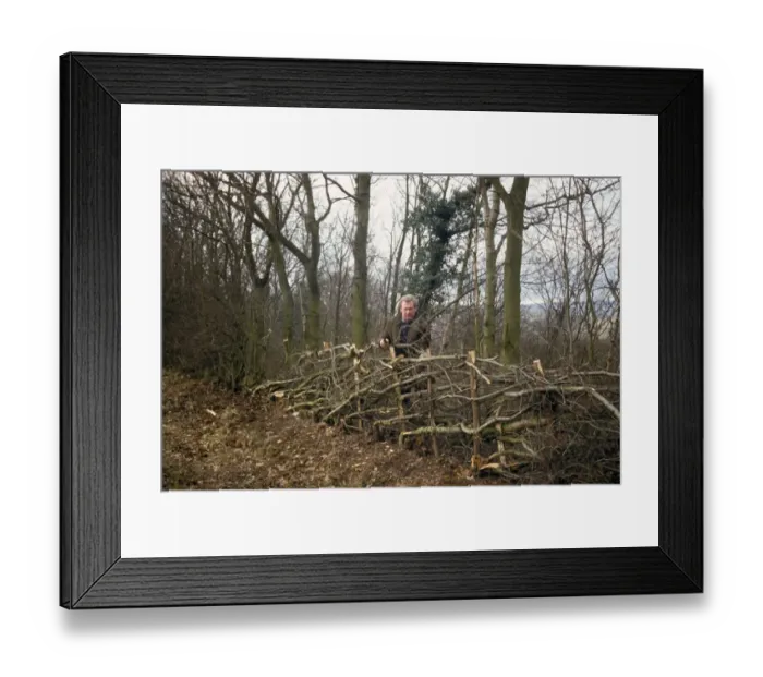 Framed Print : Man hedge laying, England, december Framed Print : Man hedge laying, England, december