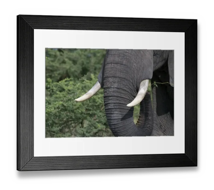 Framed Print : The Ivory tusks of the African Elephant from Botswana Framed Print : The Ivory tusks of the African Elephant from Botswana