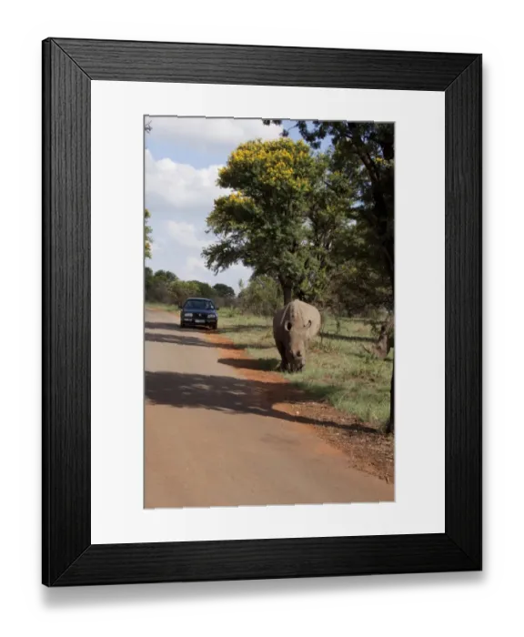 Framed Print : White Rhino one with horns removed as an anti poaching measure - At Rietvlei Nature Reserve, South Africa Framed Print : White Rhino one with horns removed as an anti poaching measure - At Rietvlei Nature Reserve, South Africa