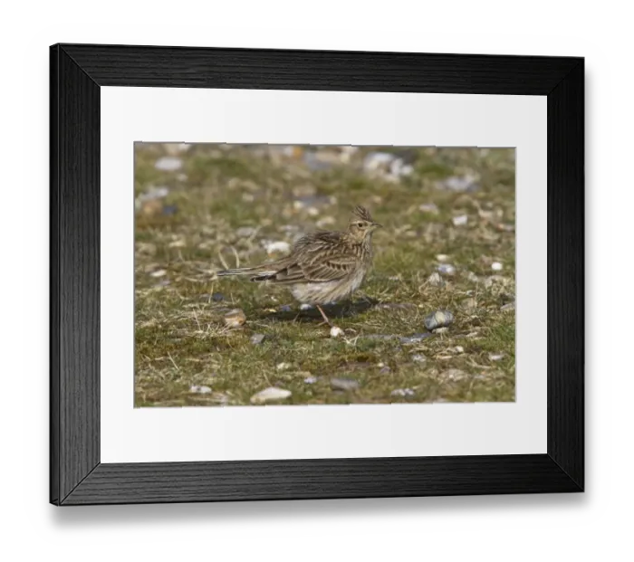 Framed Print : Skylark showing razed crest - Minsmere spring Framed Print : Skylark showing razed crest - Minsmere spring
