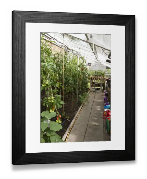 Framed Print : A greenhouse with tomatoes growing and onions drying Framed Print : A greenhouse with tomatoes growing and onions drying