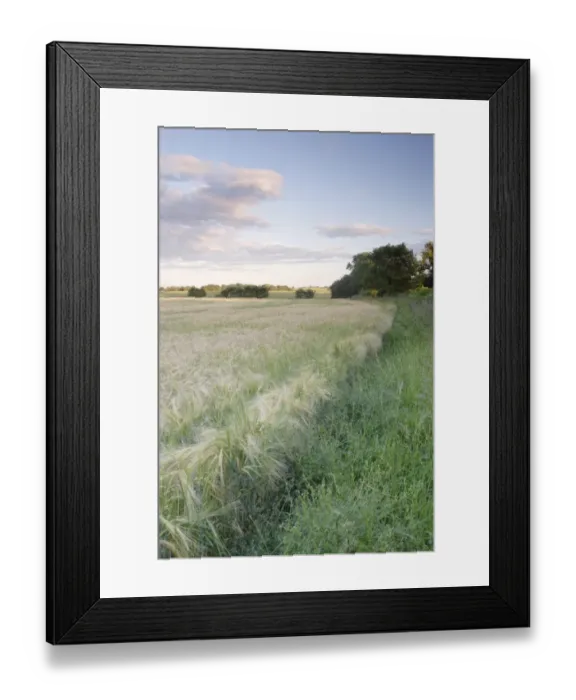 Framed Print : Barley (Hordeum vulgare) crop, ripening field and rough field margin, Thorner, West Yorkshire, England, june Framed Print : Barley (Hordeum vulgare) crop, ripening field and rough field margin, Thorner, West Yorkshire, England, june