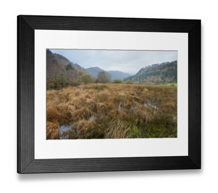 Framed Print : Marshy habitat at edge of lake, Lower Lake, Wicklow Way Walking Route, Glendalough Valley, Wicklow Mountains N. P Framed Print : Marshy habitat at edge of lake, Lower Lake, Wicklow Way Walking Route, Glendalough Valley, Wicklow Mountains N. P