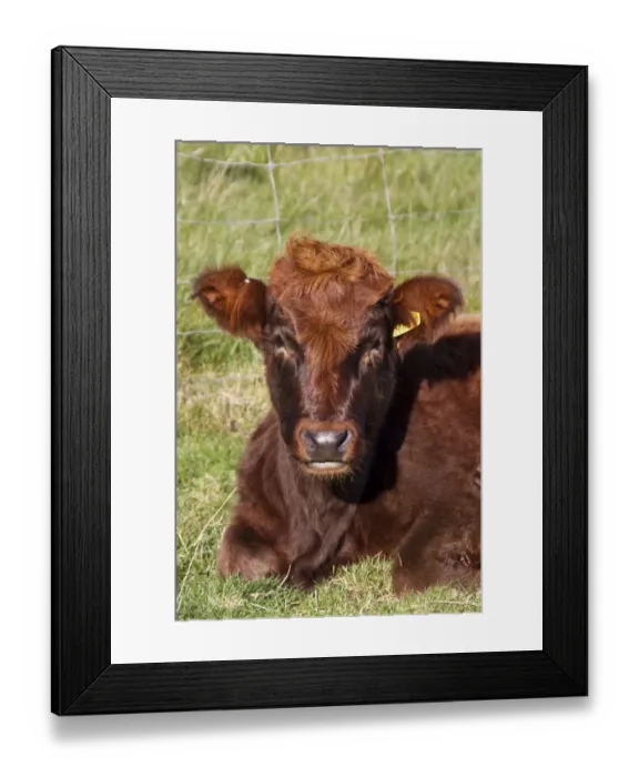 Framed Print : Luing cattle, beef breed developed on island of Luing, resting in pasture, Jura, Inner Hebrides, Scotland Framed Print : Luing cattle, beef breed developed on island of Luing, resting in pasture, Jura, Inner Hebrides, Scotland