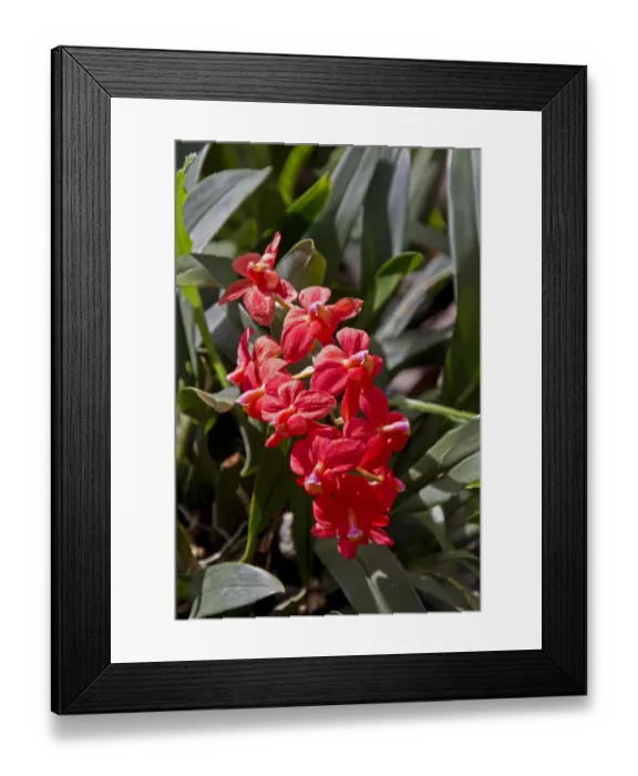 Framed Print : cochlioda noezliana, orchid from Peru Framed Print : cochlioda noezliana, orchid from Peru