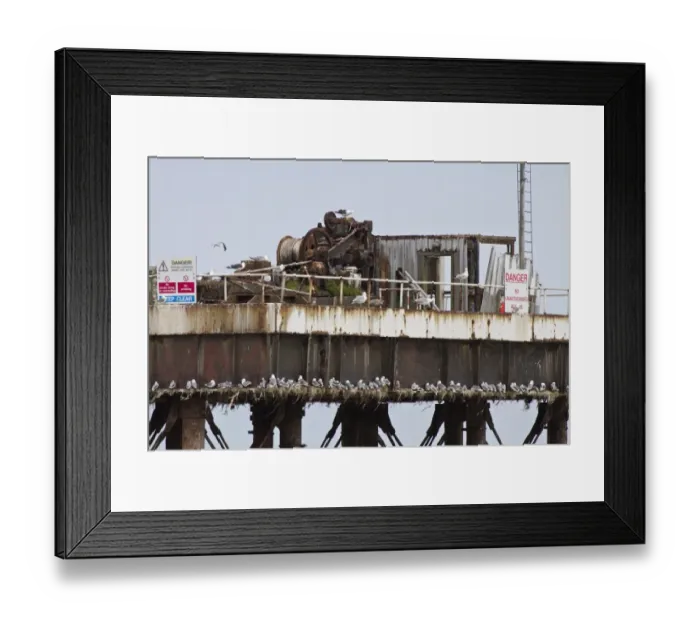 Framed Print : Kittiwakes nest on offshore rig part of the magnox south, Sizewell A - Suffolk