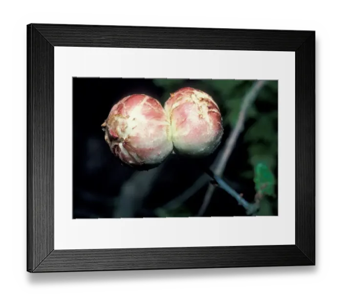 Framed Print : Oak apple gall of a sexual form, made by a grub of the gall wasp Biorhiza pallida Framed Print : Oak apple gall of a sexual form, made by a grub of the gall wasp Biorhiza pallida