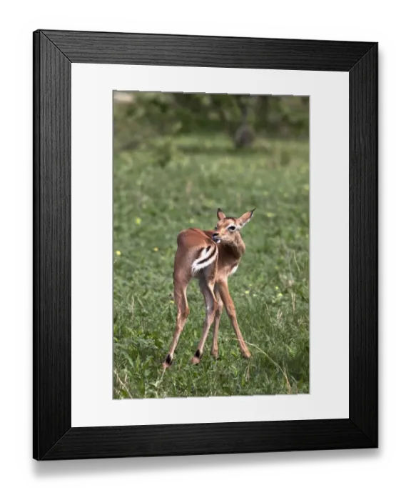Framed Print : Young Impala grooming - Botswana Framed Print : Young Impala grooming - Botswana