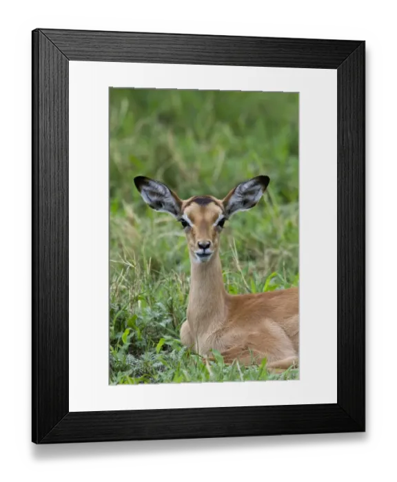 Framed Print : A resting young Impala - Botswana Framed Print : A resting young Impala - Botswana