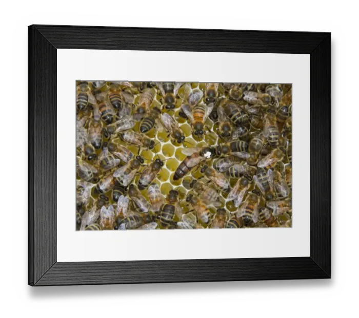 Framed Print : The queen bee marked with a white dot is laying eggs in queen cups. A virgin queen will develop from a fertilized egg