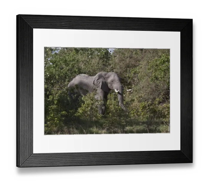 Framed Print : African Elephant feeds in thick bush near Savuti Botswana Framed Print : African Elephant feeds in thick bush near Savuti Botswana