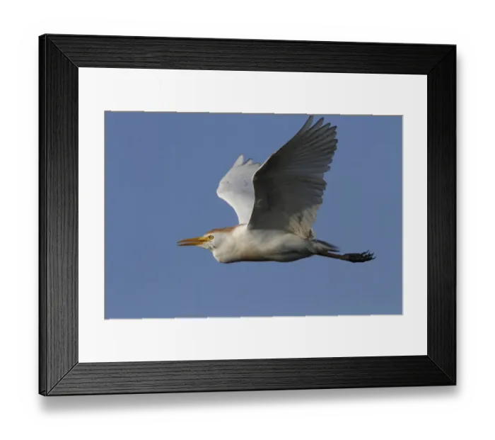 Framed Print : Adult Cattle Egret in flight, breeding plumage - Botswana Framed Print : Adult Cattle Egret in flight, breeding plumage - Botswana