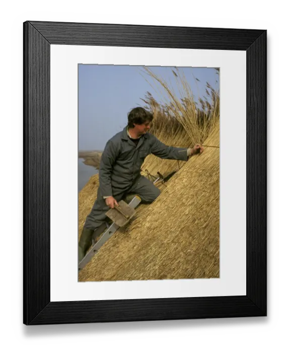 Framed Print : Thatcher thatching roof with reed, Cley, Norfolk, England Framed Print : Thatcher thatching roof with reed, Cley, Norfolk, England