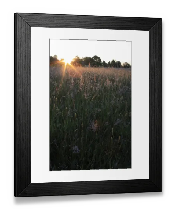 Framed Print : Long grass growing in meadow of commonland reserve at dawn, Mellis Common, Mellis, Suffolk, England, june Framed Print : Long grass growing in meadow of commonland reserve at dawn, Mellis Common, Mellis, Suffolk, England, june