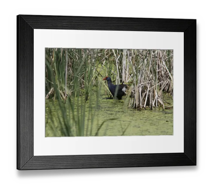 Framed Print : Purple Swamphen in Marsh habitat, Coto Donana, Spain Framed Print : Purple Swamphen in Marsh habitat, Coto Donana, Spain