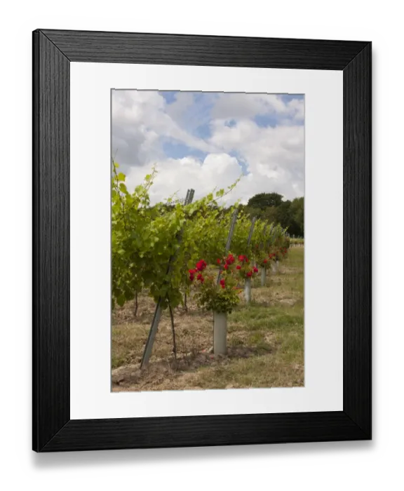 Framed Print : Vineyard with grape vines and roses planted at end of rows, near Appledore, Kent, England, july Framed Print : Vineyard with grape vines and roses planted at end of rows, near Appledore, Kent, England, july
