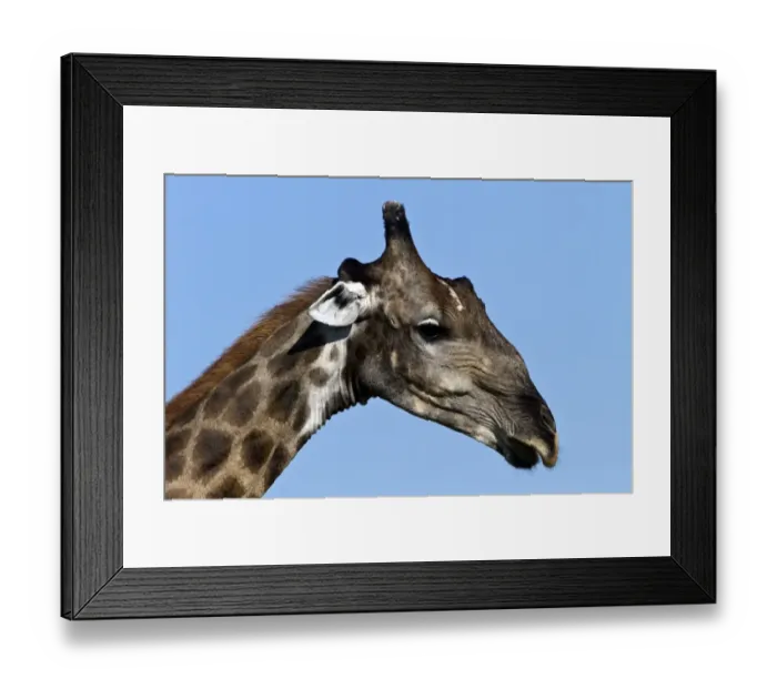 Framed Print : Head of Giraffe showing the horns or sub-conical ossicones