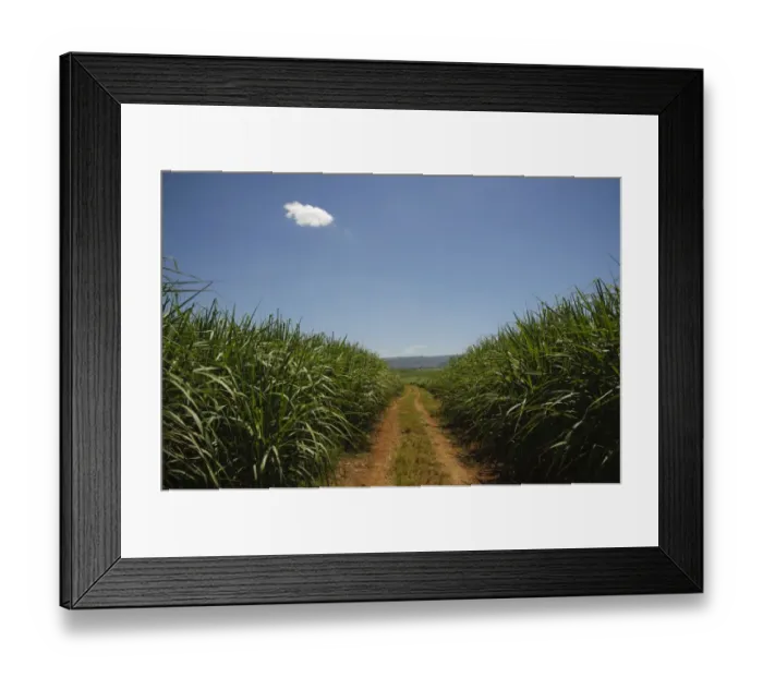 Framed Print : Sugarcane (Saccharum officinarum) crop, growing in field, Swaziland Framed Print : Sugarcane (Saccharum officinarum) crop, growing in field, Swaziland