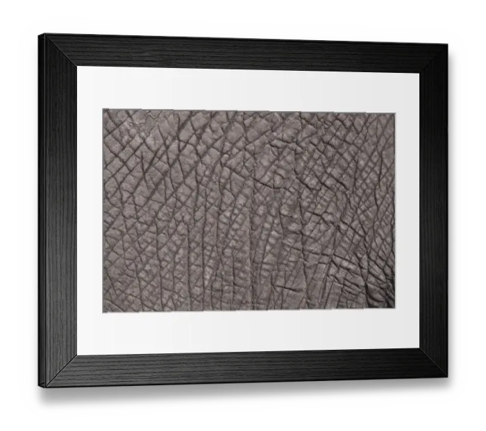 Framed Print : The grey patterned skin of an African Elephant Framed Print : The grey patterned skin of an African Elephant