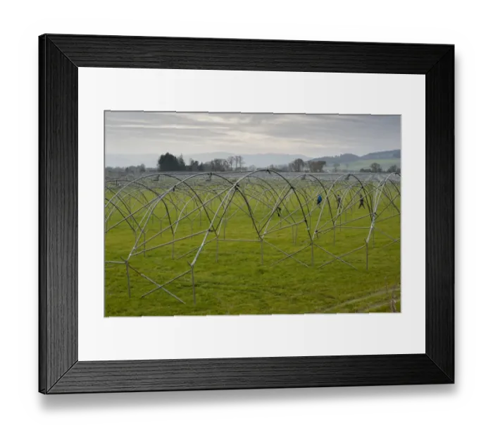 Framed Print : Erecting metal frames for plastic poly-tunnels for fruit growing, St. Madoes, Perth and Kinross, Scotland, november Framed Print : Erecting metal frames for plastic poly-tunnels for fruit growing, St. Madoes, Perth and Kinross, Scotland, november
