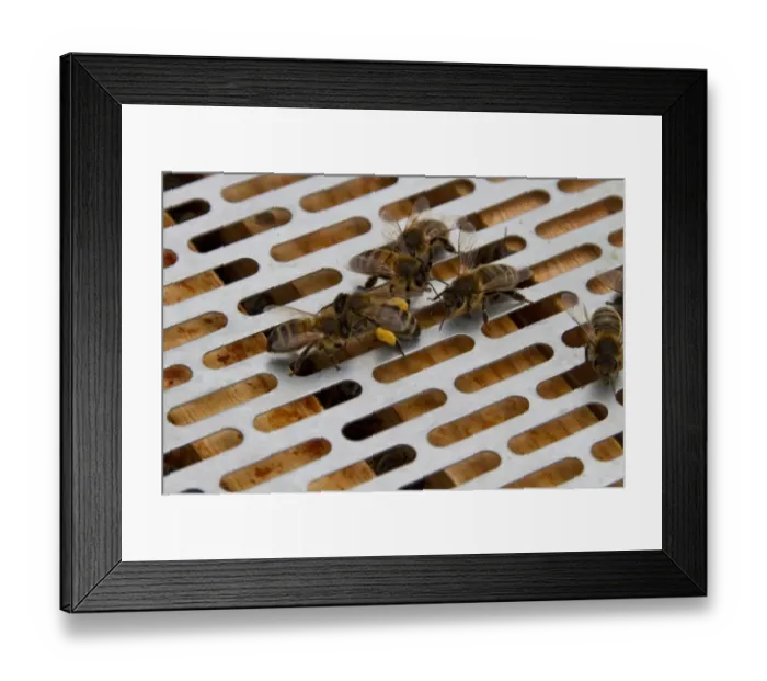 Framed Print : Worker bees examine bee with pollen on its legs, they are on the metal barrier used to stop the queen bee from moving Framed Print : Worker bees examine bee with pollen on its legs, they are on the metal barrier used to stop the queen bee from moving