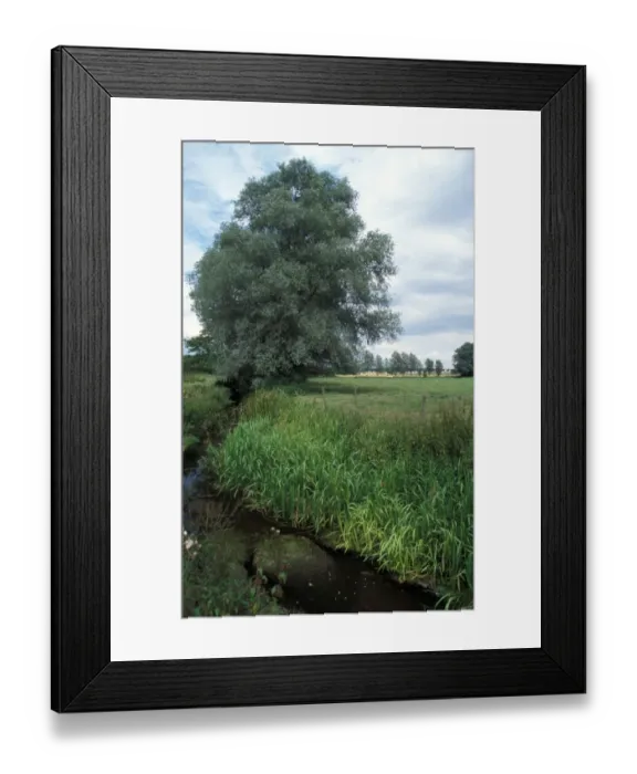 Framed Print : Conservation - Reserves - Stream running through Grove Farm, Suffolk Wildlife Trust Framed Print : Conservation - Reserves - Stream running through Grove Farm, Suffolk Wildlife Trust