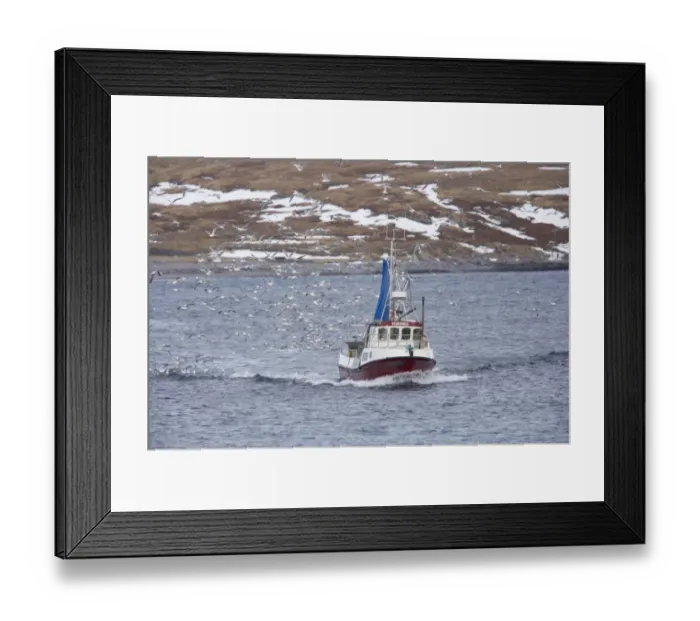 Framed Print : Fishing boat at sea, with seagull flock following, Vardo, Finnmark, Norway Framed Print : Fishing boat at sea, with seagull flock following, Vardo, Finnmark, Norway