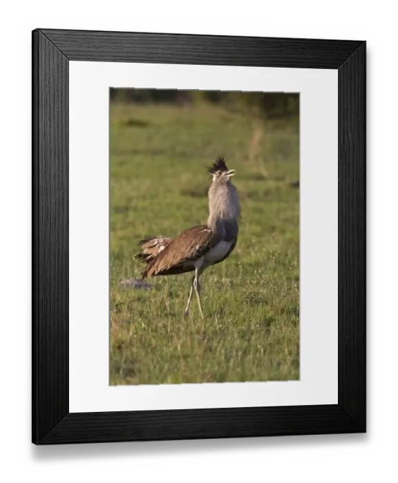 Framed Print : Kori Bustard displaying male near Savuti Lodge, Botswana Framed Print : Kori Bustard displaying male near Savuti Lodge, Botswana