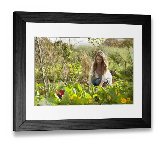 Framed Print : Young female gardener working in allotment garden, Norfolk, England, october Framed Print : Young female gardener working in allotment garden, Norfolk, England, october