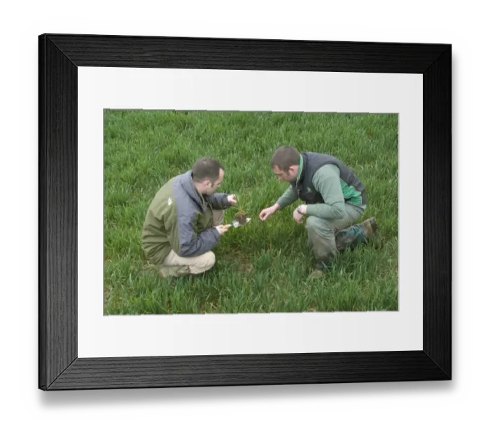 Framed Print : Agronomist and farmer examining wheat crop for disease on farm, Hertfordshire, England, april Framed Print : Agronomist and farmer examining wheat crop for disease on farm, Hertfordshire, England, april