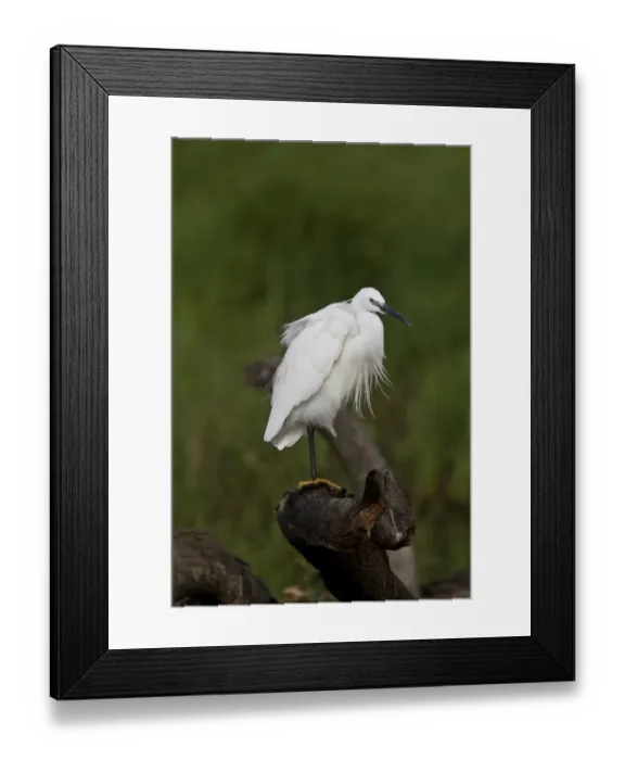 Framed Print : Preening Little Egret - Botswana Framed Print : Preening Little Egret - Botswana