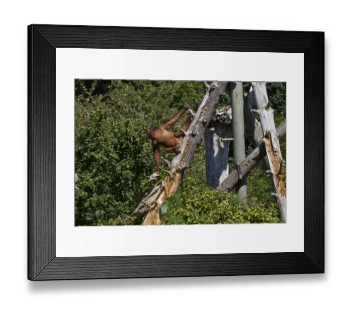 Framed Print : Orangutan at Durrell Wildlife Conservation Trust, Jersey Framed Print : Orangutan at Durrell Wildlife Conservation Trust, Jersey