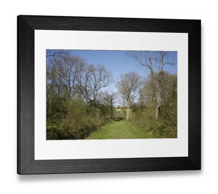 Framed Print : Ancient coppiced woodland habitat with Common Oak (Quercus robur) standards, Bonny Wood Reserve, Barking Tye, Suffolk Framed Print : Ancient coppiced woodland habitat with Common Oak (Quercus robur) standards, Bonny Wood Reserve, Barking Tye, Suffolk