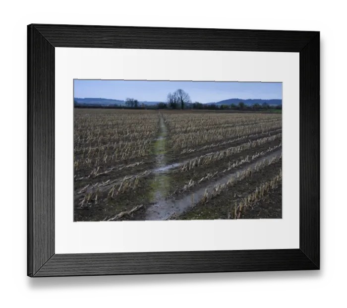 Framed Print : Maize (Zea mays) crop, harvested field with footpath, Slimbridge, Gloucestershire, England, january Framed Print : Maize (Zea mays) crop, harvested field with footpath, Slimbridge, Gloucestershire, England, january