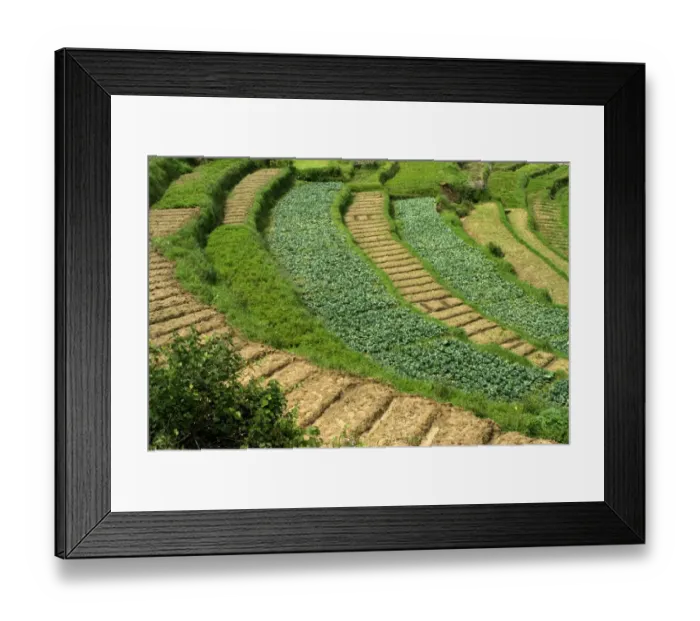 Framed Print : Cabbage (Brassica oleracea var. capitata) crop, growing in terraced cultivation on hillside, Vattavada, Western Ghats Framed Print : Cabbage (Brassica oleracea var. capitata) crop, growing in terraced cultivation on hillside, Vattavada, Western Ghats
