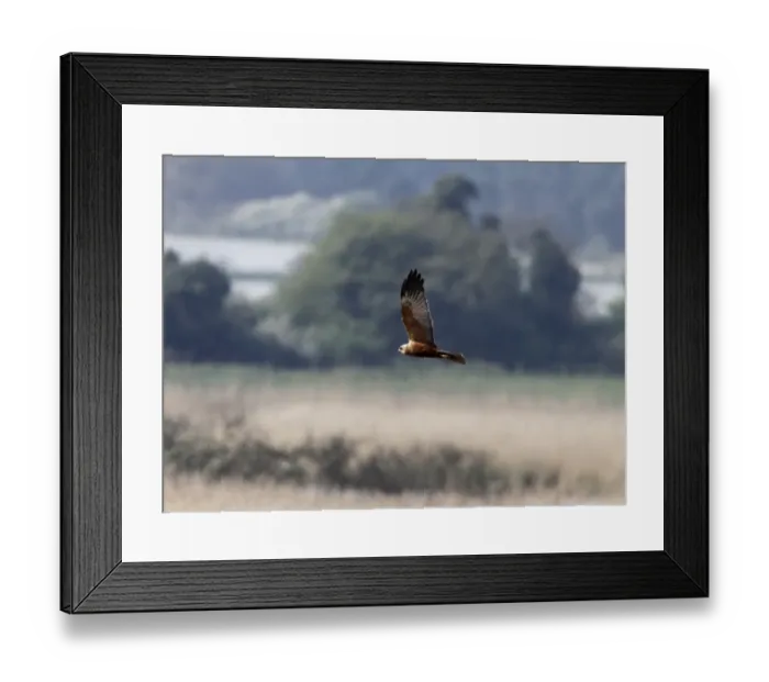 Framed Print : Male Western Marsh Harrier at Minsmere Suffolk - April Framed Print : Male Western Marsh Harrier at Minsmere Suffolk - April