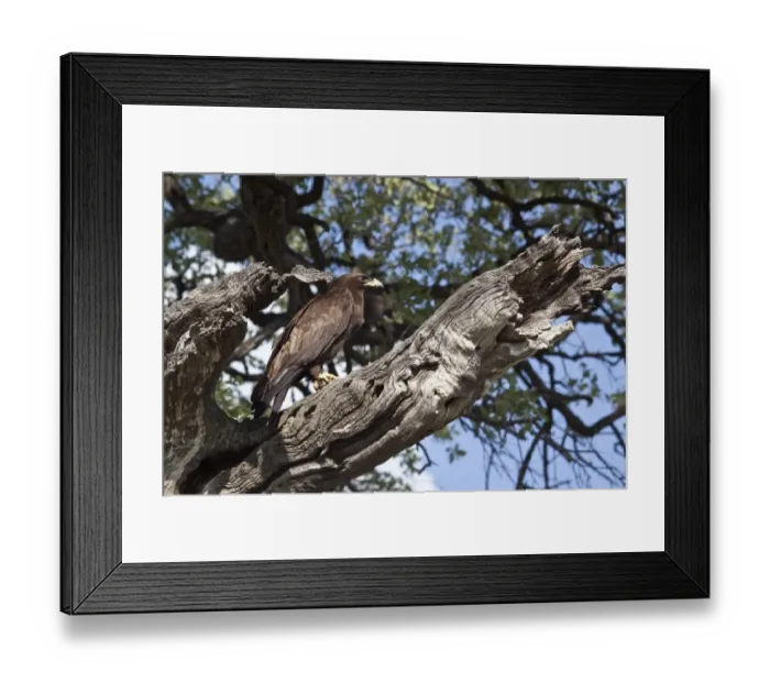 Framed Print : Wahlbergs Eagle with prey, Botswana near Savuti Framed Print : Wahlbergs Eagle with prey, Botswana near Savuti