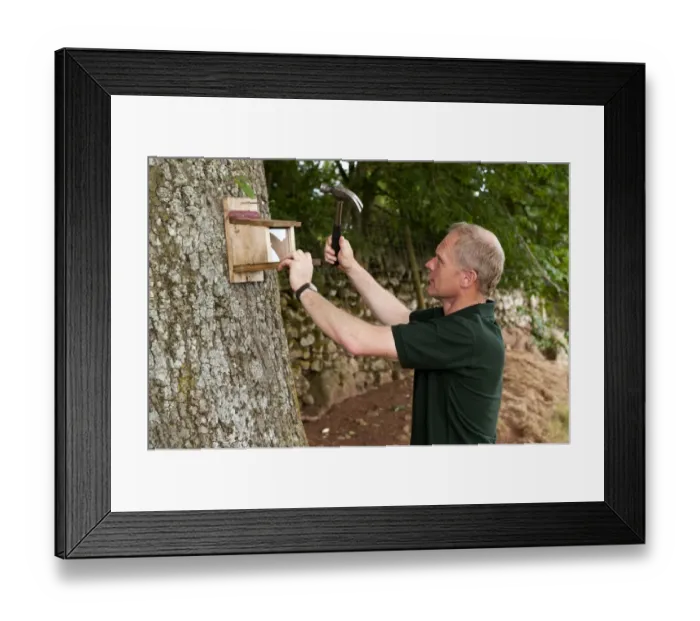 Framed Print : Conservationist erecting feeder for Eurasian Red Squirrel (Sciurus vulgaris), nailed to oak tree trunk, Cumbria Framed Print : Conservationist erecting feeder for Eurasian Red Squirrel (Sciurus vulgaris), nailed to oak tree trunk, Cumbria