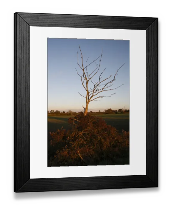 Framed Print : Dead tree in remnant of hedgerow, covered with Bramble (Rubus fruticosus) at edge of arable field at dusk, Bacton Framed Print : Dead tree in remnant of hedgerow, covered with Bramble (Rubus fruticosus) at edge of arable field at dusk, Bacton