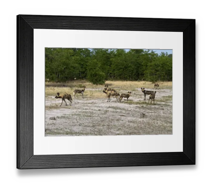 Framed Print : Hunting dog pack. Lycaon pictus is a large canid found only in Africa, especially in savannas Framed Print : Hunting dog pack. Lycaon pictus is a large canid found only in Africa, especially in savannas