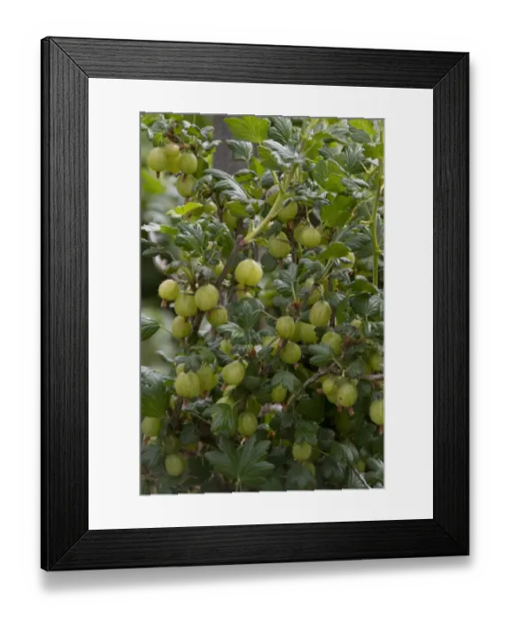 Framed Print : Gooseberry fruits on plant Framed Print : Gooseberry fruits on plant